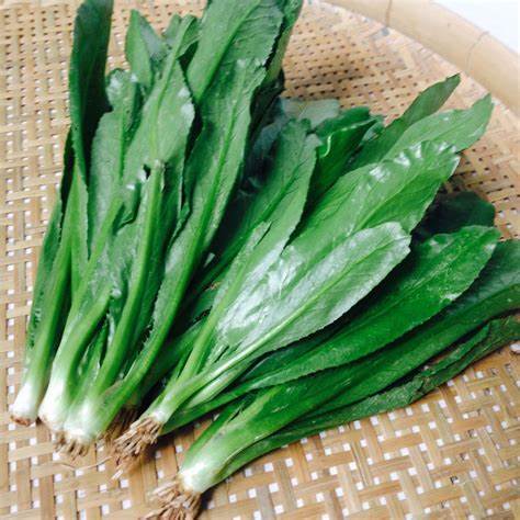 Ngò Gai